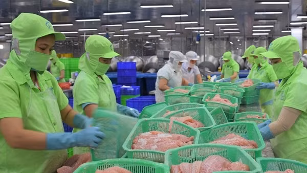 Ngành hàng cá tra xuất khẩu đạt 2,4 tỷ USD