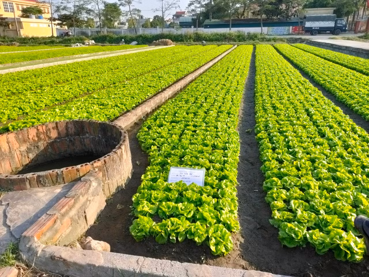 Vì sao nông dân điêu đứng với VietGAP? -0
