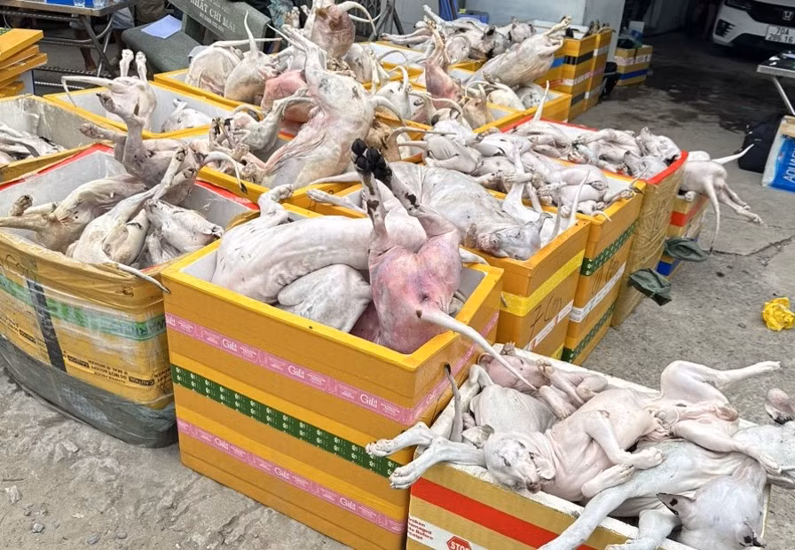 Phát hiện 1,4 tấn thịt chó nghi thu mua từ các đối tượng trộm chó -0