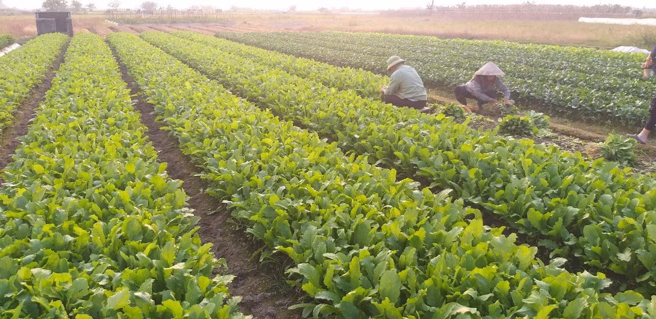 Vì sao nông dân điêu đứng với VietGAP? -0