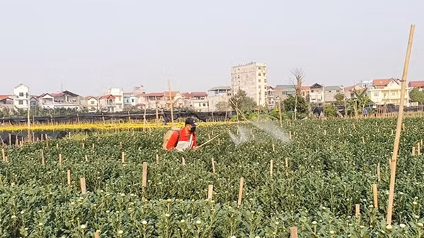 Làng hoa Tây Tựu tất bật chuẩn bị vụ hoa Tết