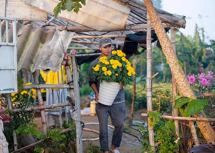 Sấp ngửa mùa hoa Tết -0