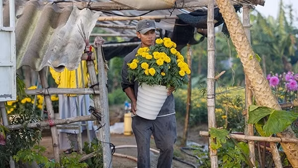Sấp ngửa mùa hoa Tết