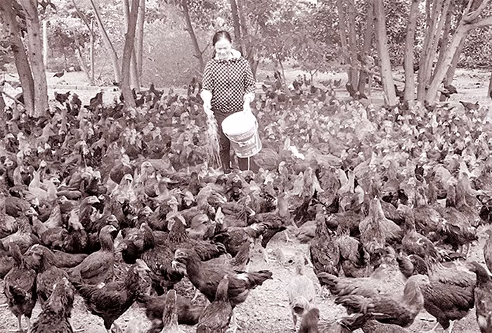 Lợn gà trong trang trại 