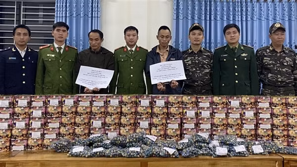 Ngụy trang 1,5 tạ pháo trên xe bán tải chở từ Lào về Việt Nam tiêu thụ