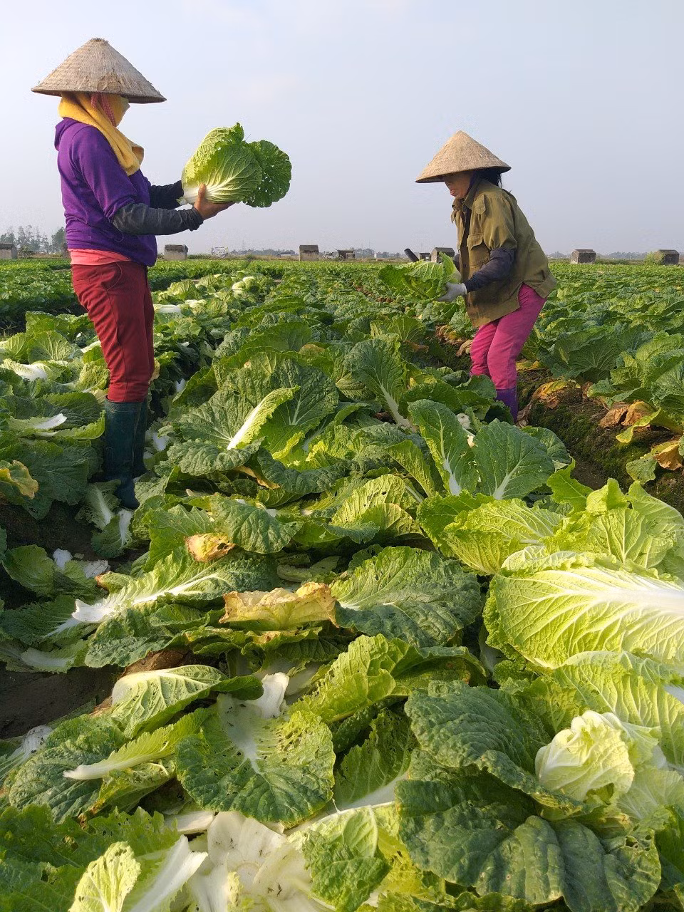 Vì sao nông dân điêu đứng với VietGAP? -0