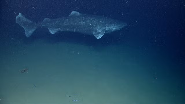 cá mập greenland ảnh cơ quan khí quyển và đại dương quốc gia mỹ.png -0
