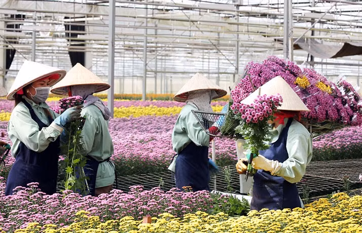 Xuất khẩu hoa Đà Lạt tăng trưởng mạnh -0