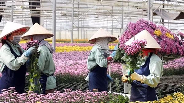 Xuất khẩu hoa Đà Lạt tăng trưởng mạnh