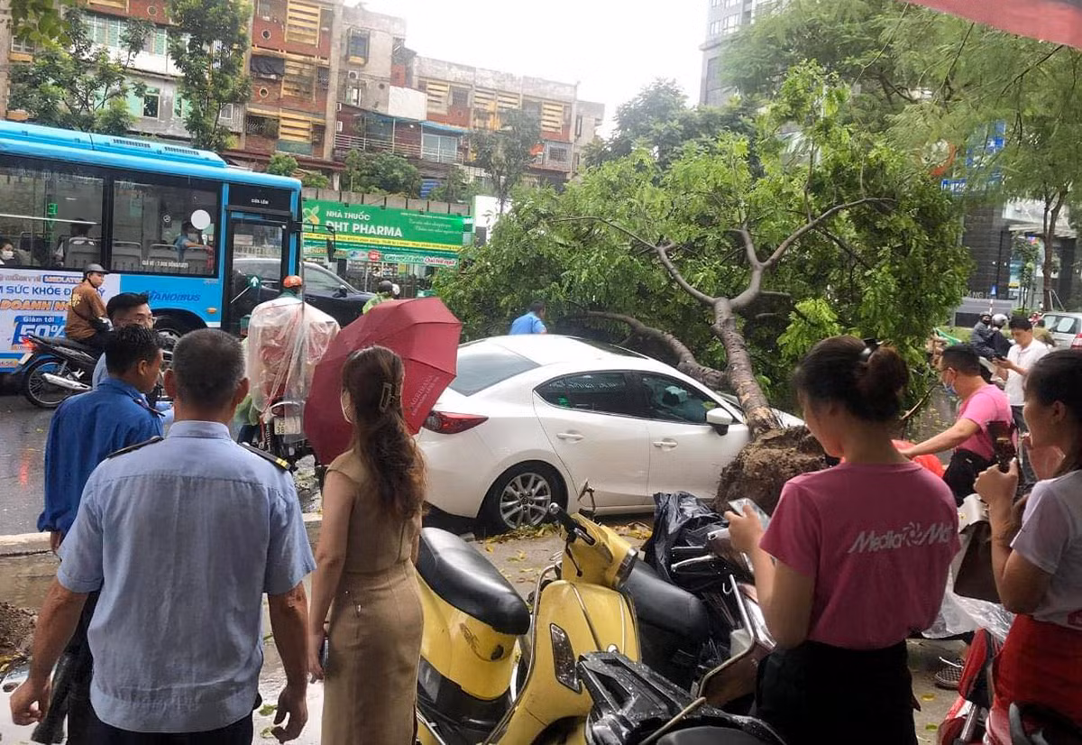 Nhiều xe ô tô bị cây cổ đè trúng trong mưa lớn -0
