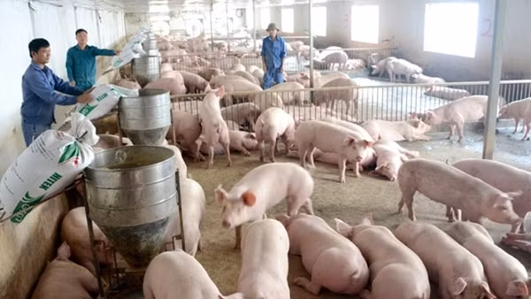 Giá lợn hơi đã giảm khoảng 10.000 đồng/kg