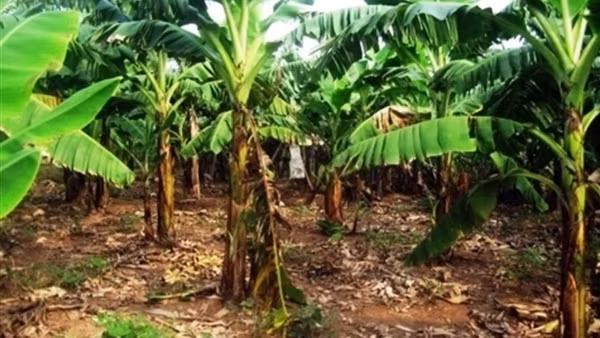 Đào ụ đất nghi vấn trong vườn, phát hiện thi thể cụ bà 95 tuổi