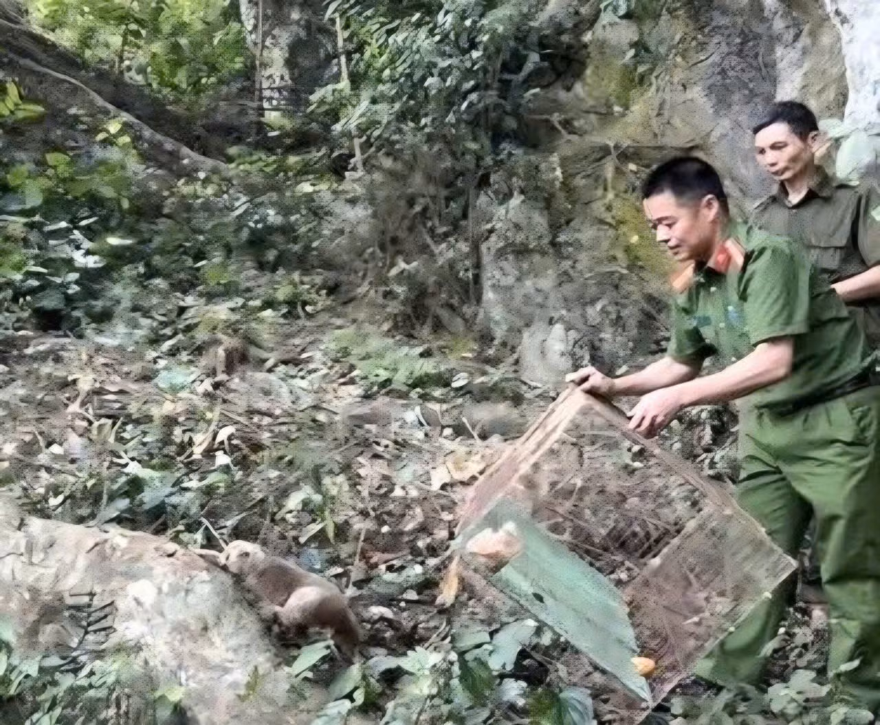 Công an các địa phương liên tiếp giải cứu, tái thả hàng trăm cá thể động vật hoang dã -0