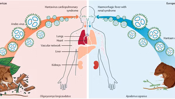 Ba người tử vong trên tàu du lịch Đại Tây Dương nghi nhiễm virus hiếm gặp