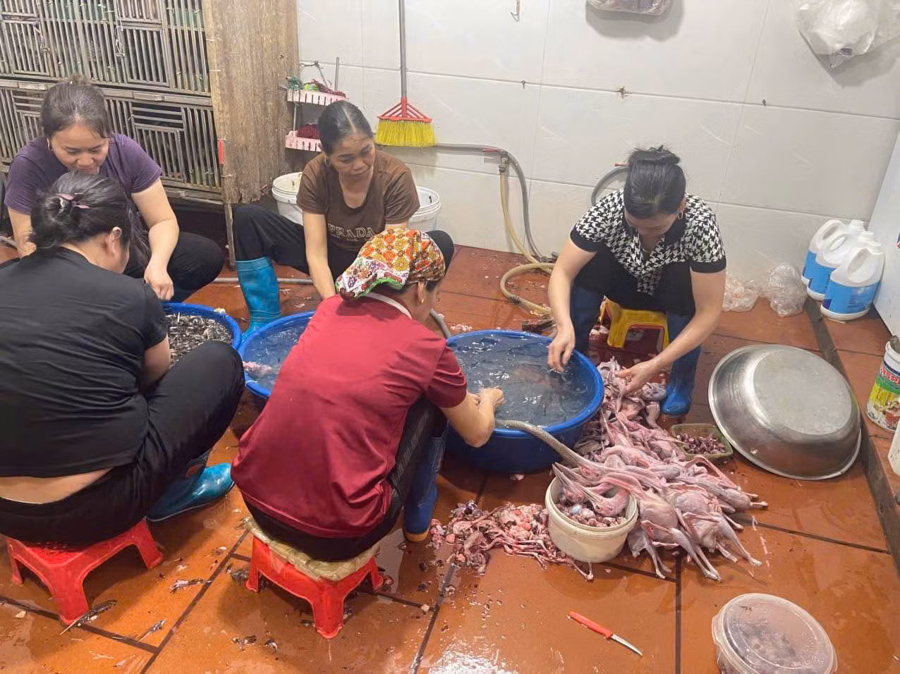 Kế hoạch 628: Nỗ lực đưa những cánh chim trở lại bầu trời -0