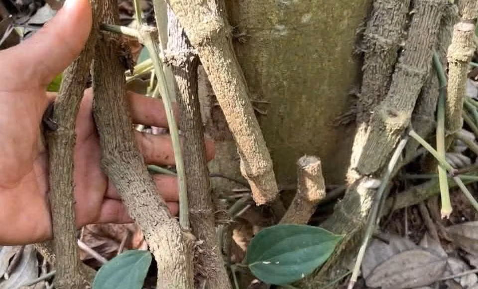 Điều tra vụ chặt phá vườn tiêu trị giá hàng trăm triệu đồng -0