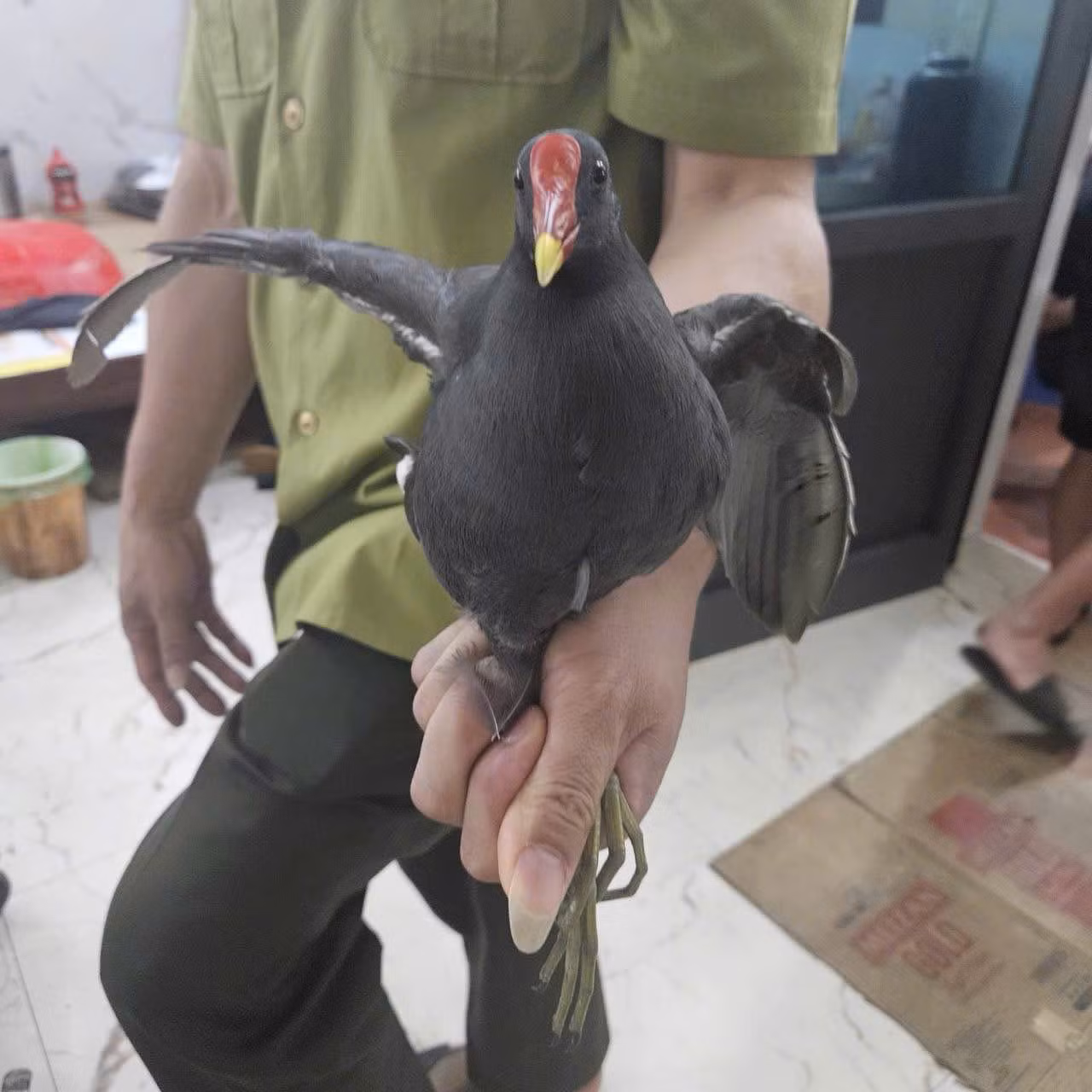 Công an các địa phương liên tiếp giải cứu, tái thả hàng trăm cá thể động vật hoang dã -0