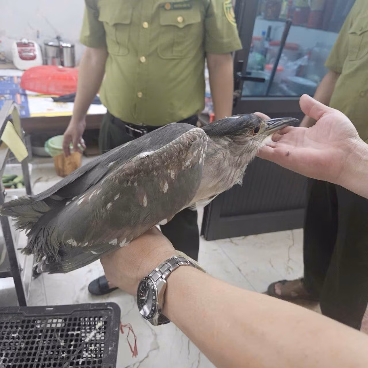 Kế hoạch 628: Nỗ lực đưa những cánh chim trở lại bầu trời -0
