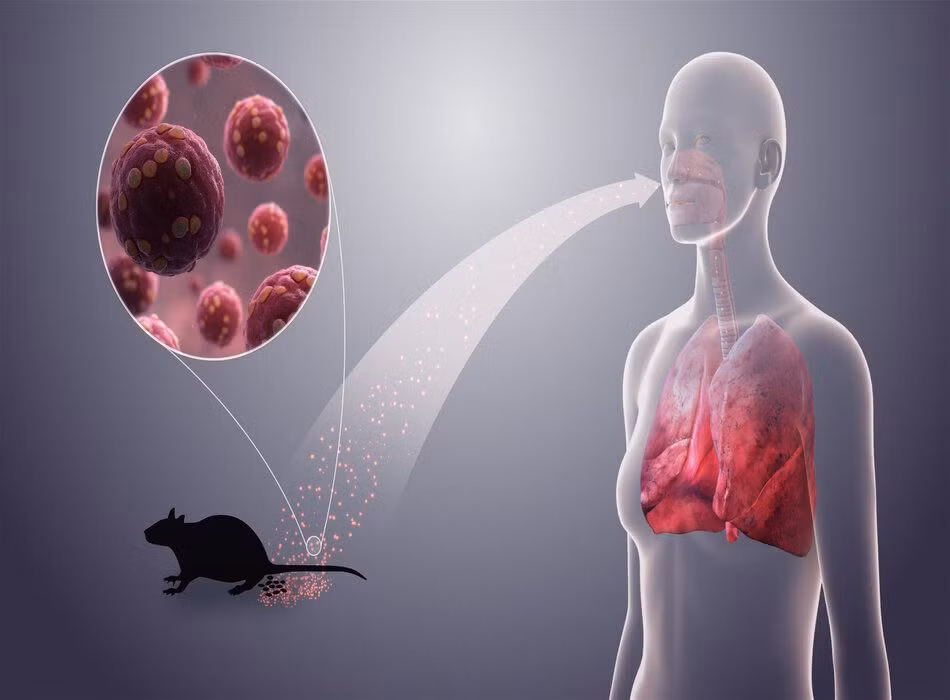 Bộ Y tế cảnh báo khẩn về loại virus lây từ chuột sau chùm ca bệnh tử vong trên tàu du lịch -0