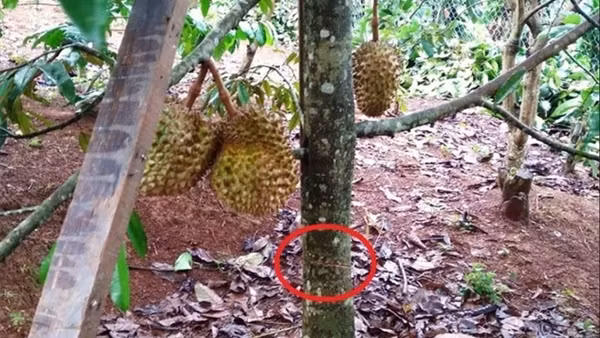 Tái diễn tình trạng phá hoại sầu riêng ở Lâm Đồng