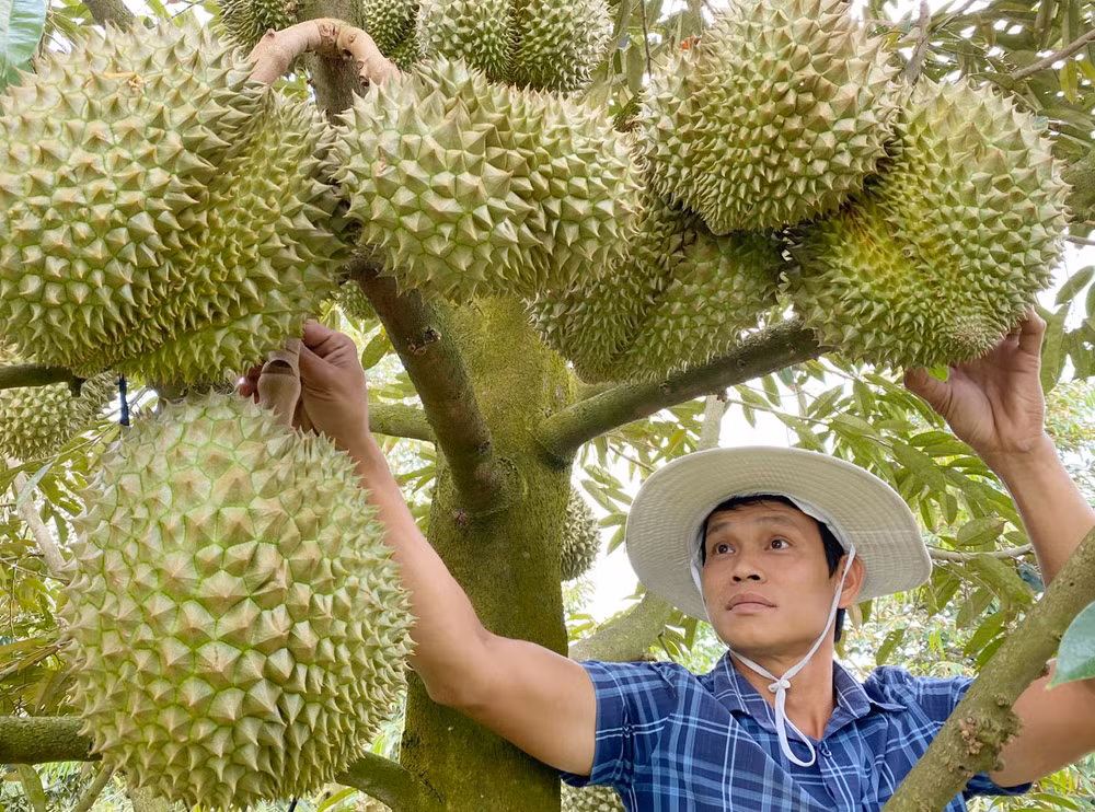 sau rieng.jpg -0