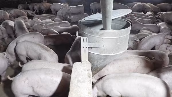 Tây Ninh: Tiêu hủy hơn 1.000 con heo nhiễm virus dịch tả heo Châu Phi