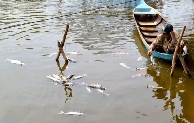 Giải pháp dinh dưỡng cho đàn cá khỏe -0