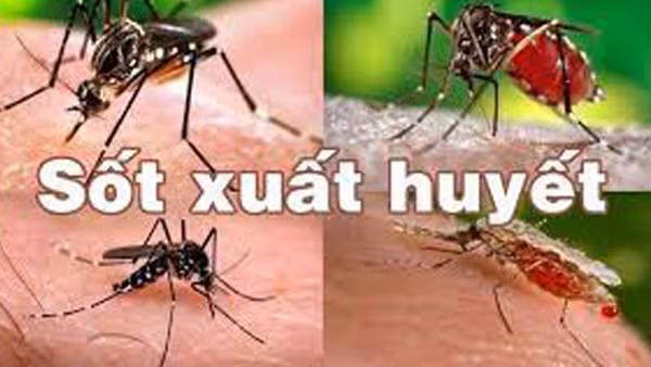 Đã có 30 ca tử vong vì sốt xuất huyết ảnh 3