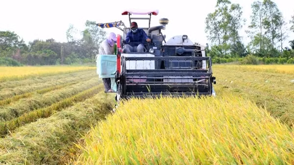 Kinh tế vùng châu thổ Cửu Long tăng trưởng mạnh ảnh 2