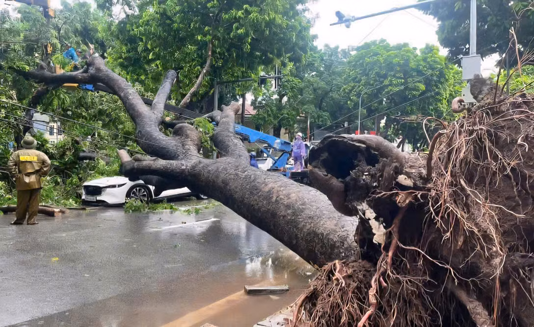 Hà Nội: Cây xà cừ cổ thụ bất ngờ bật gốc đè bẹp 2 ô tô trên phố Trung Kính -0