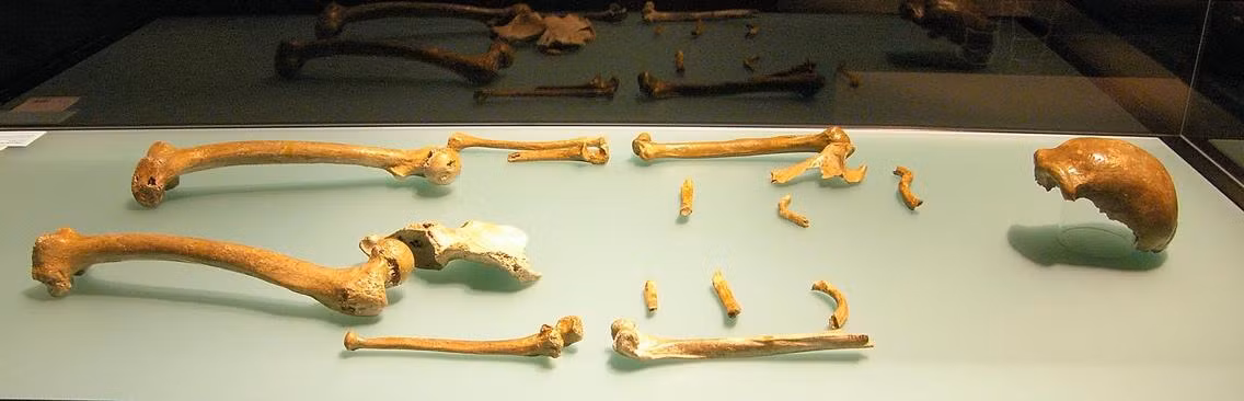 Vì sao người Neanderthal có gen di truyền đến con người hiện đại? -0