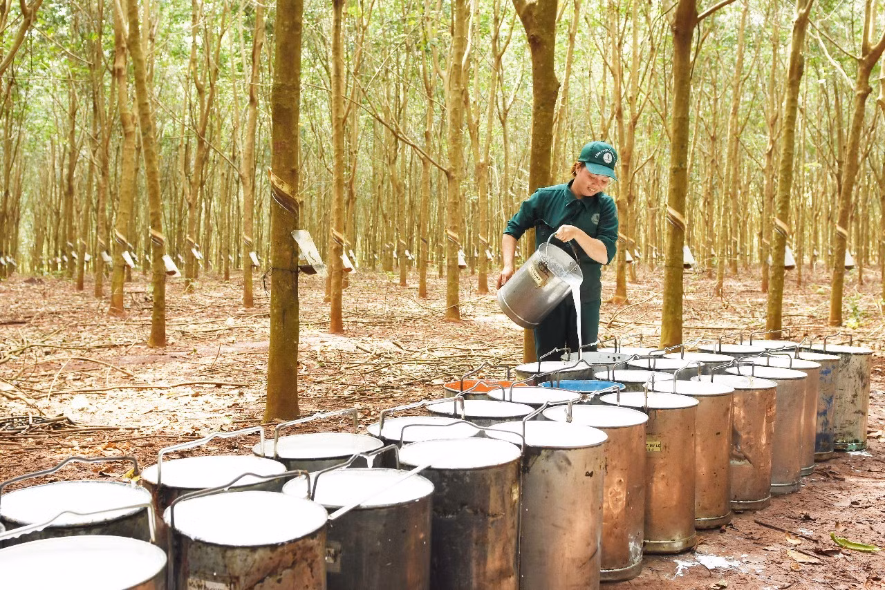 Ngành Cao su Việt Nam: Truyền thống bất khuất và khát vọng cống hiến -0