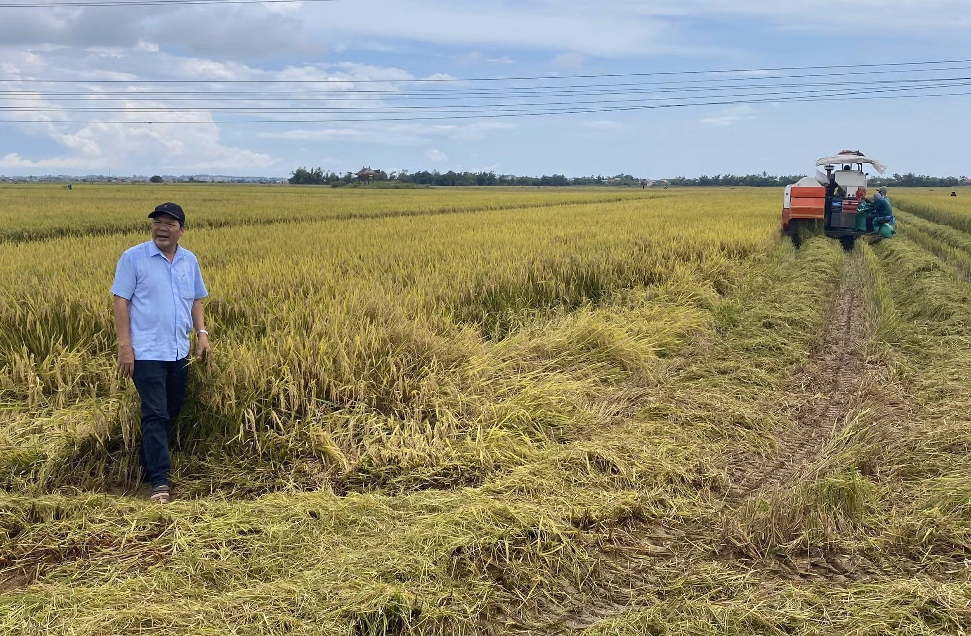 TP Huế: Khẩn trương thu hoạch lúa, kêu gọi tàu thuyền vào bờ tránh bão số 5 -0
