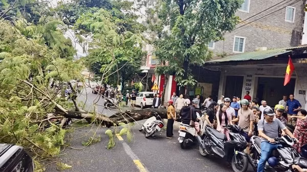 Cây xanh gãy đổ - hiểm họa ngay trước mùa mưa bão ở miền Trung