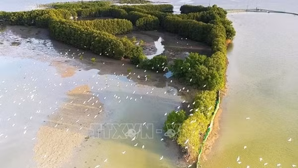 Bảo vệ rừng ngập mặn tại Bình Định