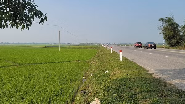 Thu hồi đất lúa rồi đấu giá cao "ngất ngưởng"