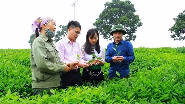 Tín dụng chính sách “tô thắm” bức tranh thảo nguyên Mộc Châu