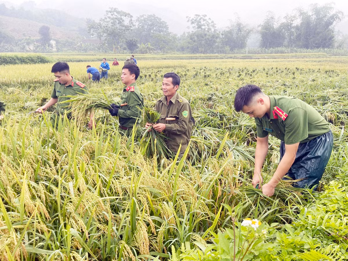Xuống đồng thu hoạch mùa vàng cùng nhân dân -1