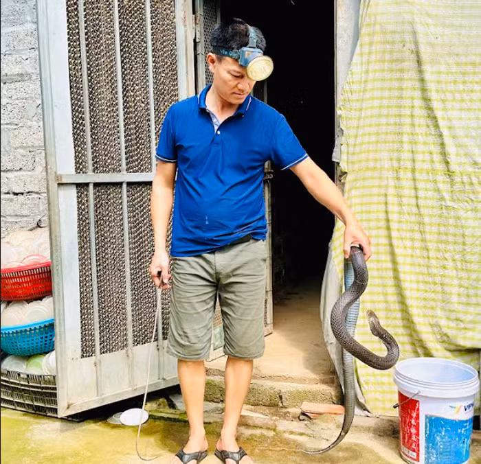 Công phu nghề nuôi “ông hổ mang” -0