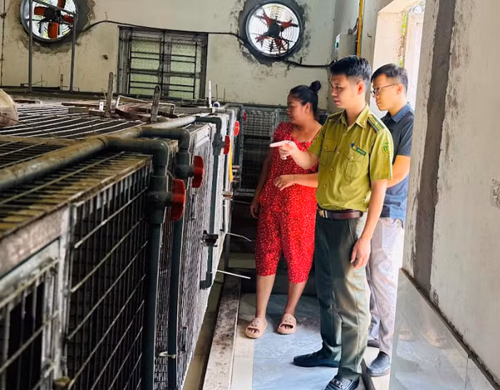 Công phu nghề nuôi “ông hổ mang” -0