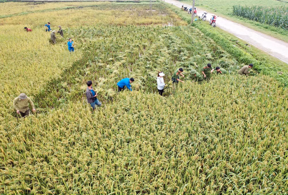 Xuống đồng thu hoạch mùa vàng cùng nhân dân -0