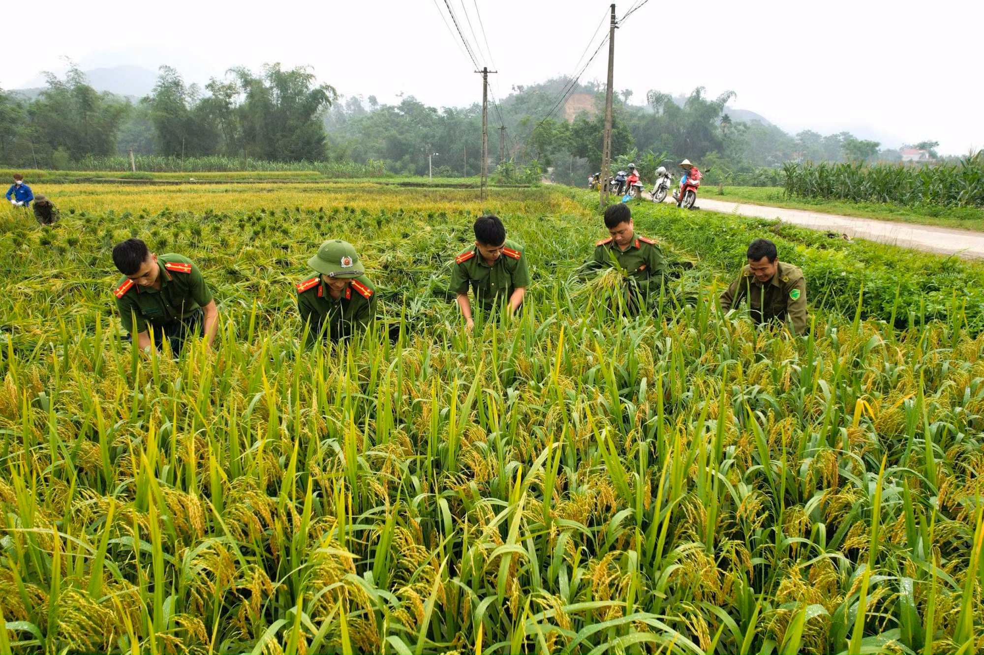 Xuống đồng thu hoạch mùa vàng cùng nhân dân -0