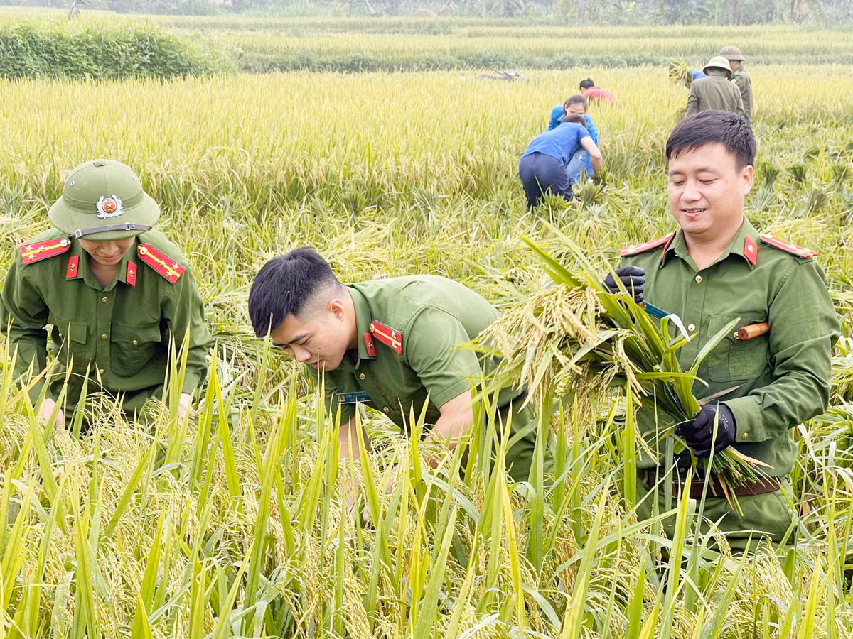 Xuống đồng thu hoạch mùa vàng cùng nhân dân -1