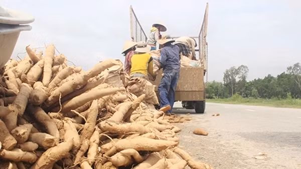 Giải pháp cho cây sắn nguyên liệu “đứng vững” ảnh 2