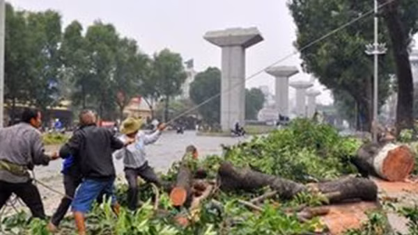 Thay thế 46 cây sứ có tuổi đời hàng chục năm ở Cần Thơ ảnh 6