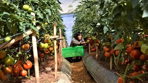 Tăng cường liên kết để tiêu thụ nông sản
