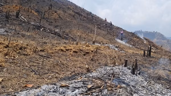 Đắk Lắk phát hiện thêm một vụ phá rừng với quy mô lớn