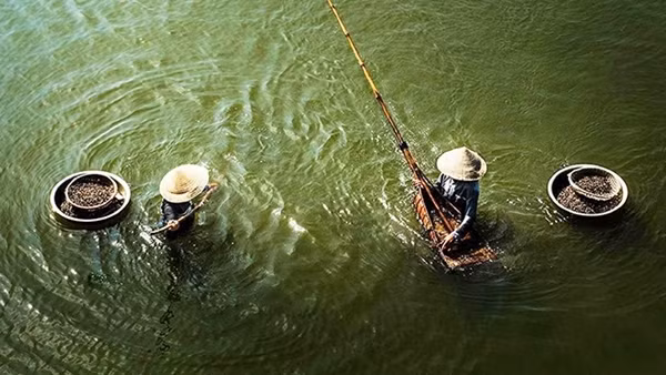 Thương đời phu nghêu ảnh 5