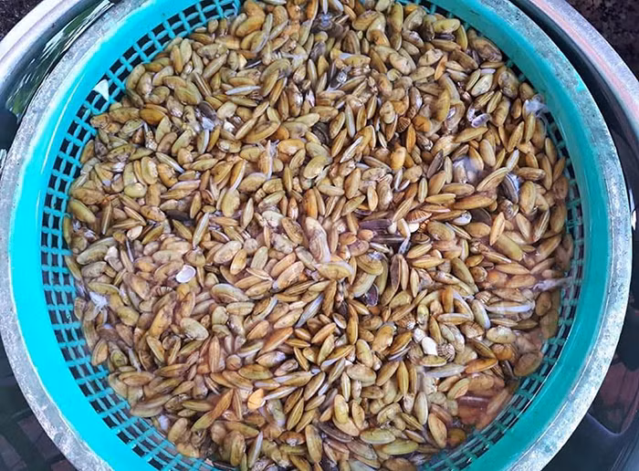 Ai về thương với mùa don -0