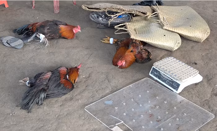 Có cổng rào và camera quan sát, tụ điểm đá đá gà vẫn bị lực lượng Công an triệt phá -1